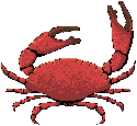 crabe.gif